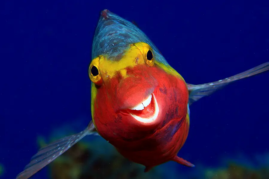 A happy looking parrotfish in Smiley, by Arthur Telle Thiemenn (Arthur Telle Thiemann/The Comedy Wildlife Photography Awards 2020)