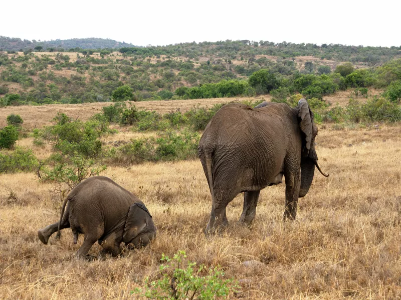 Faceplant by Tim Hearn shows the moment a young elephant tripped as they tried to catch up with their mum (Tim Hearn/The Comedy Wildlife Photography Awards 2020)