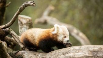 Fota Wildlife Park Asks For Help Naming Twin Baby Pandas
