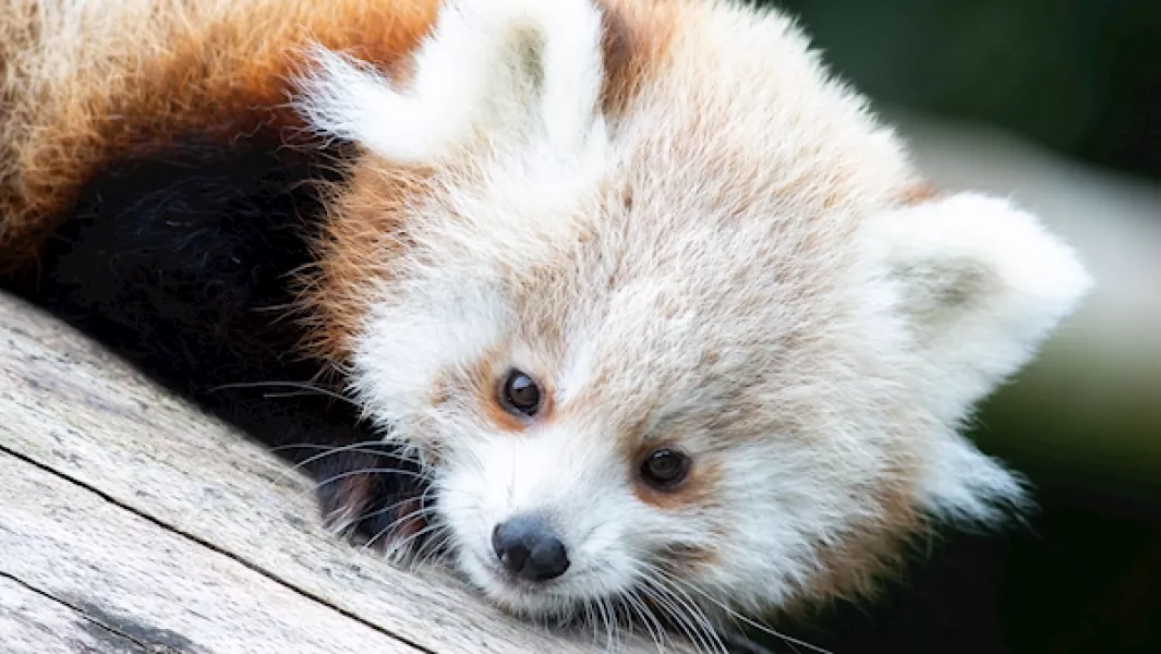 One of the endangered baby Red panda cubs born at Fota Wildlife Park. Photo: Darragh Kane.