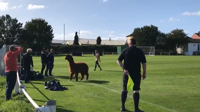 Alpaca Pitch Invader Disrupts Football Match
