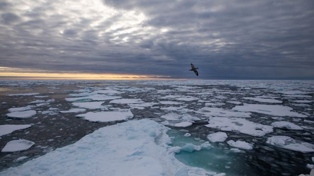 Arctic Sea Ice Falls To Second Lowest Level In ‘Crazy’ Year