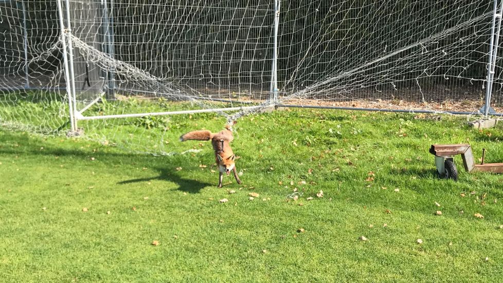 Fox-In-The-Box Freed After Becoming Trapped In Football Netting