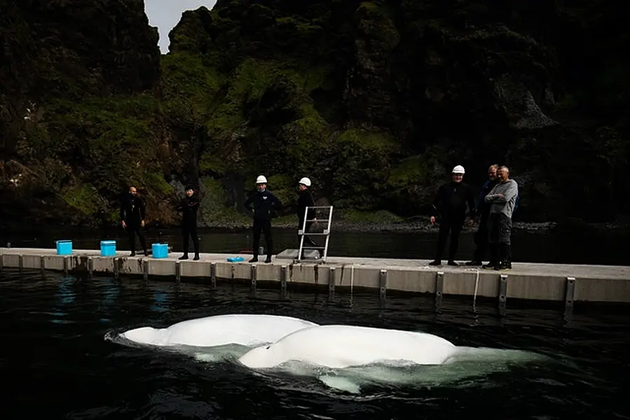 Beluga Whales Little Grey and Little White swim in the bayside care pool (Aaron Chown/PA)