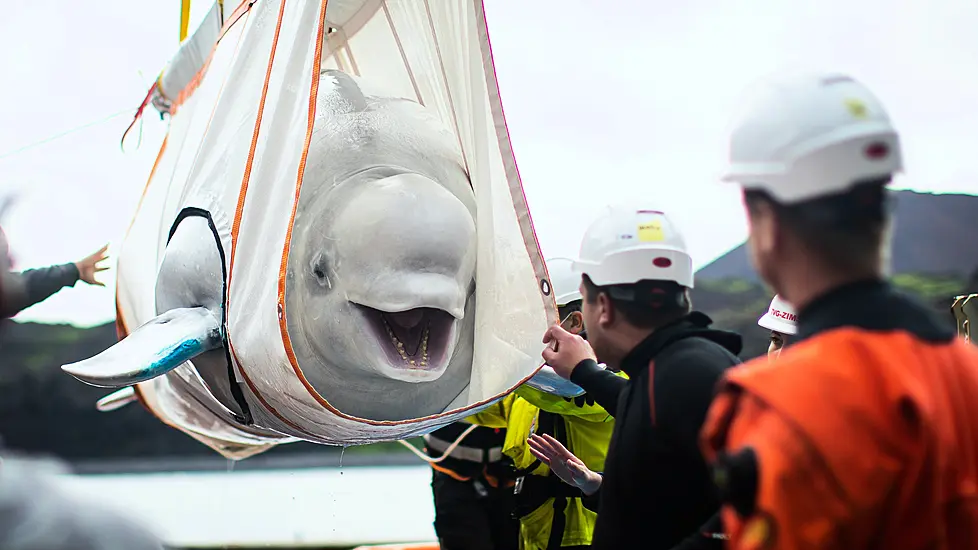 Two Rehabilitated Beluga Whales Take First Open Water Swim