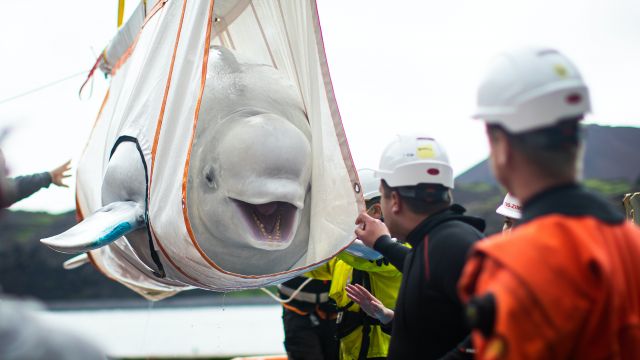 Two Rehabilitated Beluga Whales Take First Open Water Swim