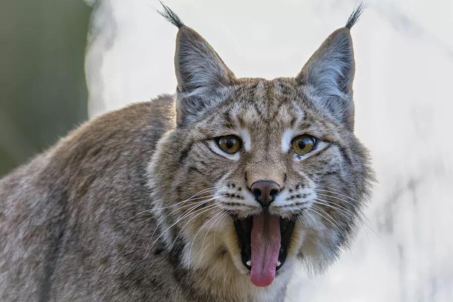 The Eurasian lynx (iStock/PA)