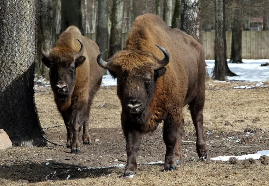 Bison at a nature reserve in Bialowieza, Poland (Chris Jackson/PA)