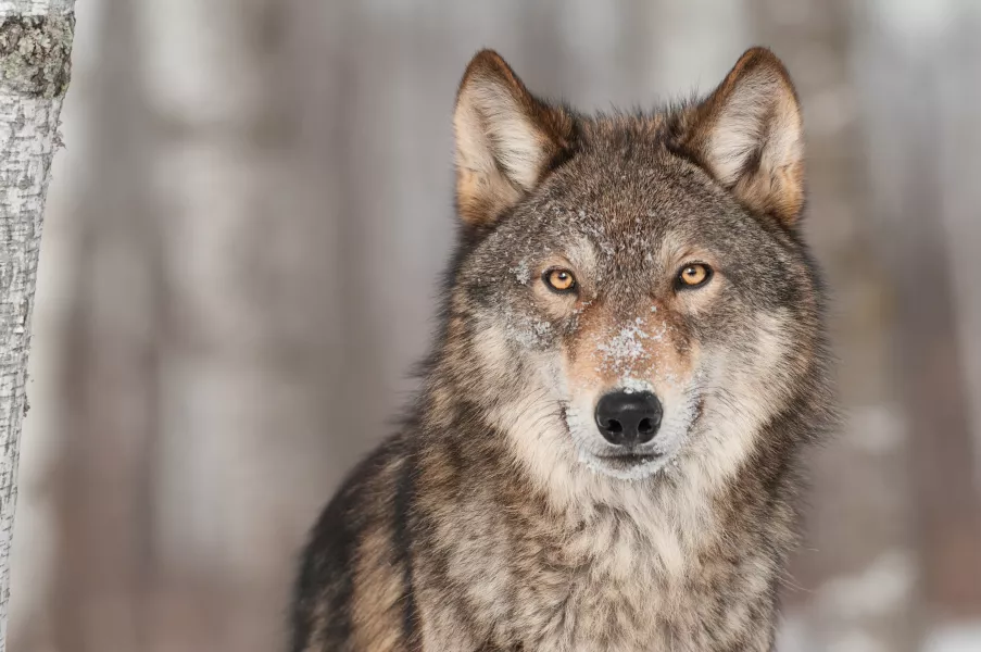 Grey wolves are on conservationists’ rewilding radar (iStock/PA)