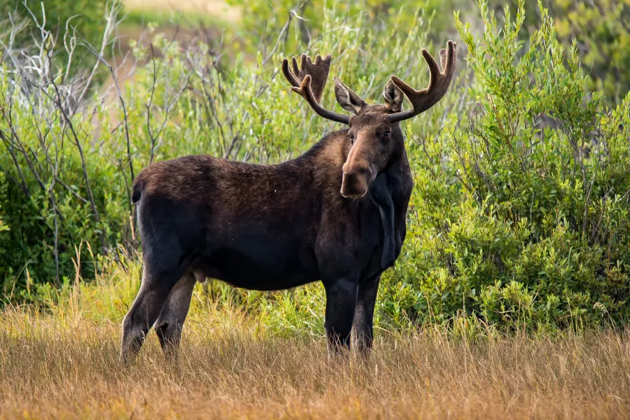 Elk are the largest species in the deer family (iStock/PA)