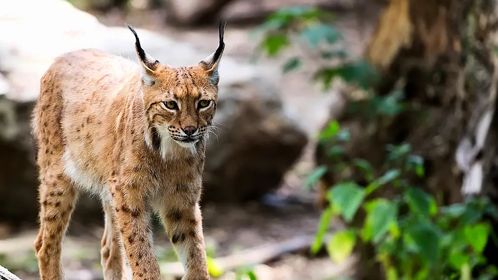 Four Amazing Animals That Could Be Reintroduced To Ireland