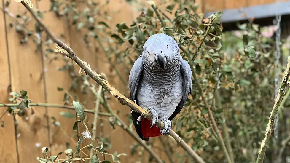 Parrots Separated At Zoo After Learning To Swear Together