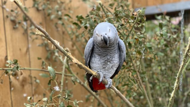 Parrots Separated At Zoo After Learning To Swear Together