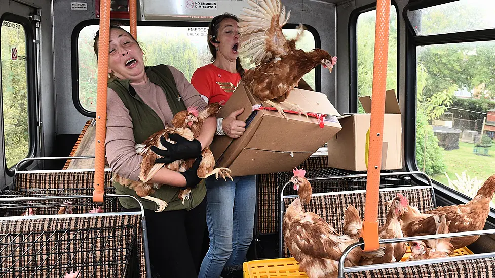 Fermanagh Woman Uses ‘Hen Party’ Bus To Rescue 1,100 Chickens From Slaughter