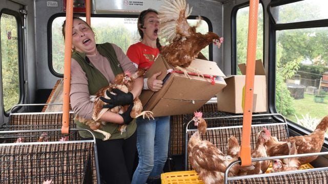 Fermanagh Woman Uses ‘Hen Party’ Bus To Rescue 1,100 Chickens From Slaughter