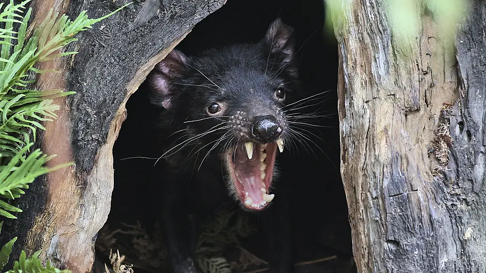Tasmanian Devils Roaming Australian Mainland Once Again