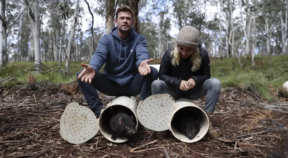 Actors Chris Hemsworth and Elsa Pataky help release Tasmanian devils into the wild at Barrington Tops (Cristian Prieto/WildArk/AP)