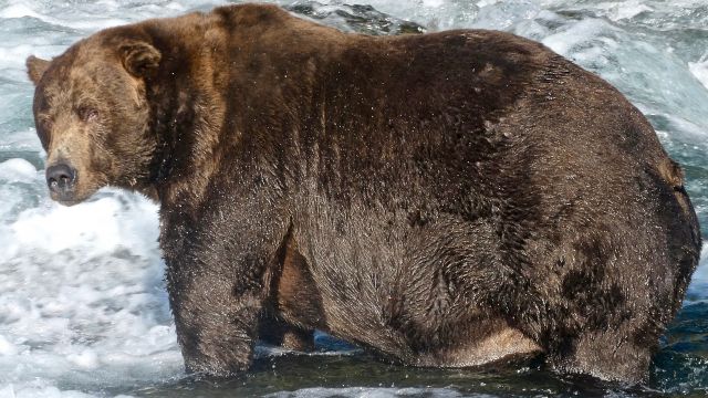 Winner Of ‘Fattest Bear’ Competition Crowned Ahead Of Hibernation Season