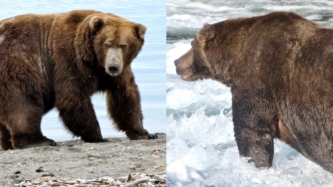 The winning bear received more than 47,000 votes (Katmai National Park and Preserve/N Boak/PA)