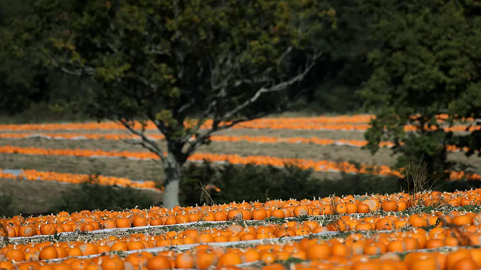 Edible Pumpkins Enjoy Surge In Demand Amid Plant-Based Food Boom