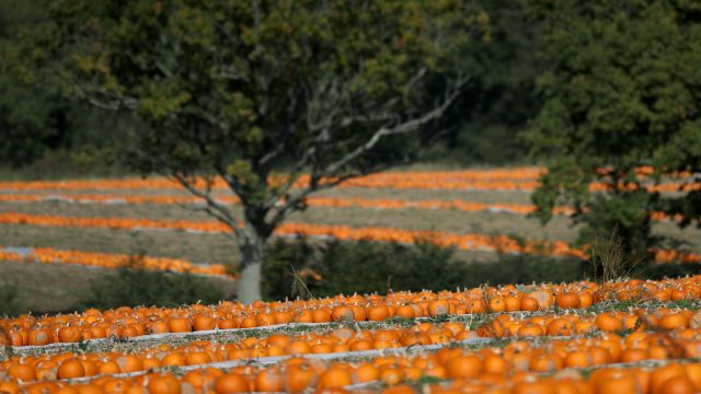 Edible Pumpkins Enjoy Surge In Demand Amid Plant-Based Food Boom