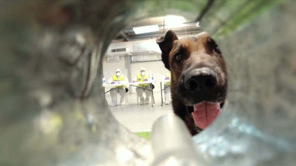 Watch: Medical Detection Dogs Trained To Sniff Covid-19