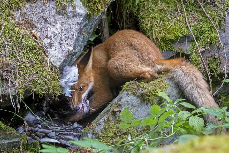 (Liina Heikkinen/Wildlife Photographer of the Year 2020/PA)