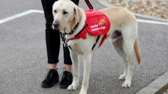 Covid-19 Detection Dogs Could Screen Up To 250 People Per Hour