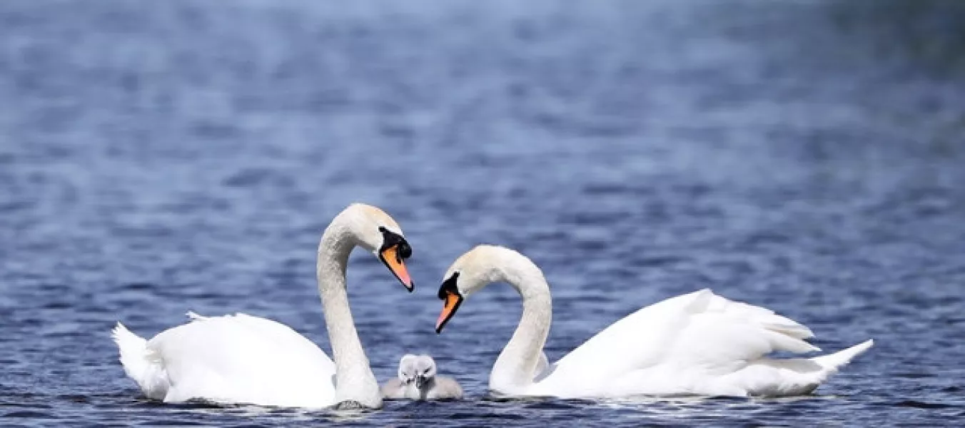 The swans were auctioned off in pairs (PA stock image)