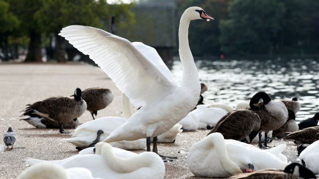 Florida City Auctions Off 36 Swans After Queen’s Gift Leads To Overpopulation