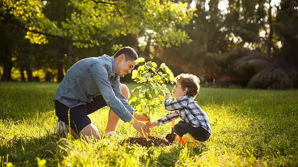 9 Amazing Benefits Of Planting More Trees