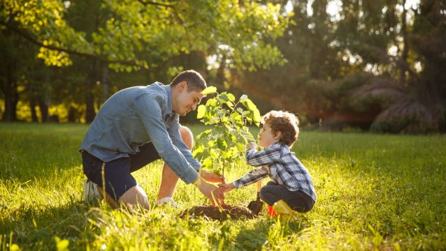 9 Amazing Benefits Of Planting More Trees