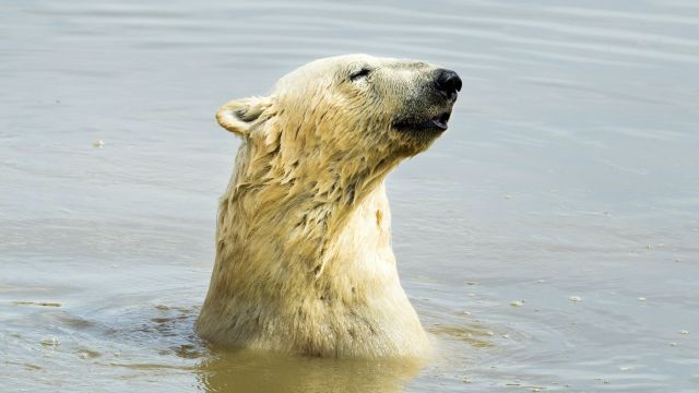 Global Warming Could See Most Polar Bears Disappear From Arctic By 2100 – Study