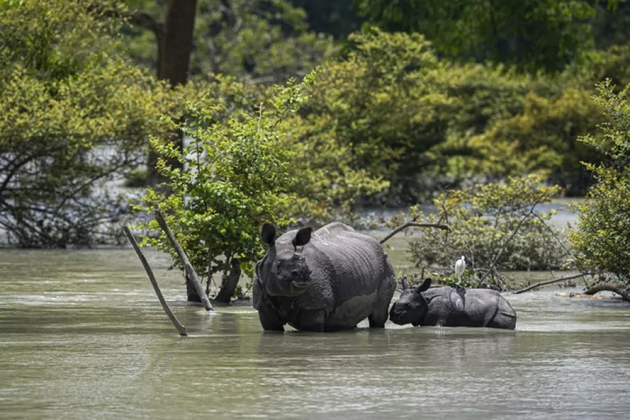 A rhinoceros and calf wade through floodwater at the Pobitora wildlife sanctuary in Assam (Anupam Nath/AP)