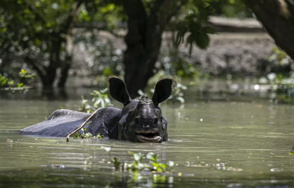 A one-horned rhinoceros wades through flood water (Anupam Nath/AP)