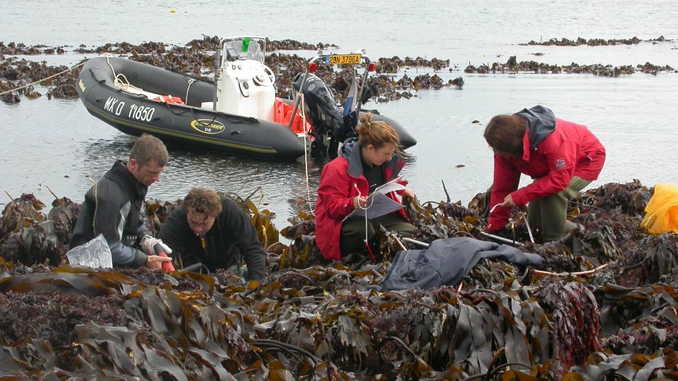 Kelp Found In Atlantic Ocean ‘Has Survived Since Last Ice Age 16,000 Years Ago’