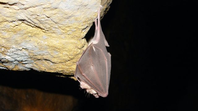 Covid-19 Lineage Circulating In Bats For Up To 70 Years, Say Researchers