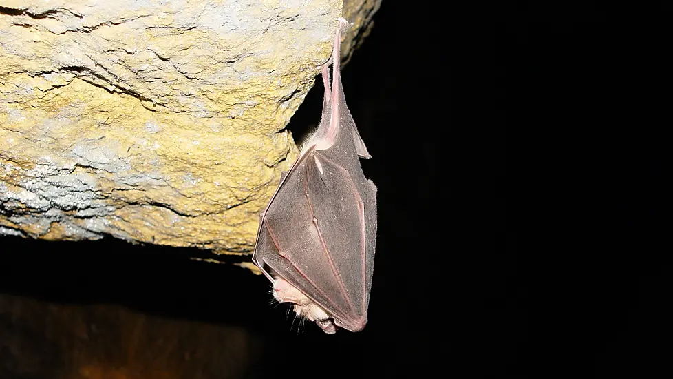 Covid-19 Lineage Circulating In Bats For Up To 70 Years, Say Researchers