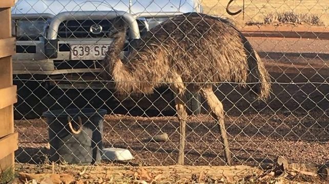 Australian Outback Pub Bans Messy Emus For ‘Bad Behaviour’