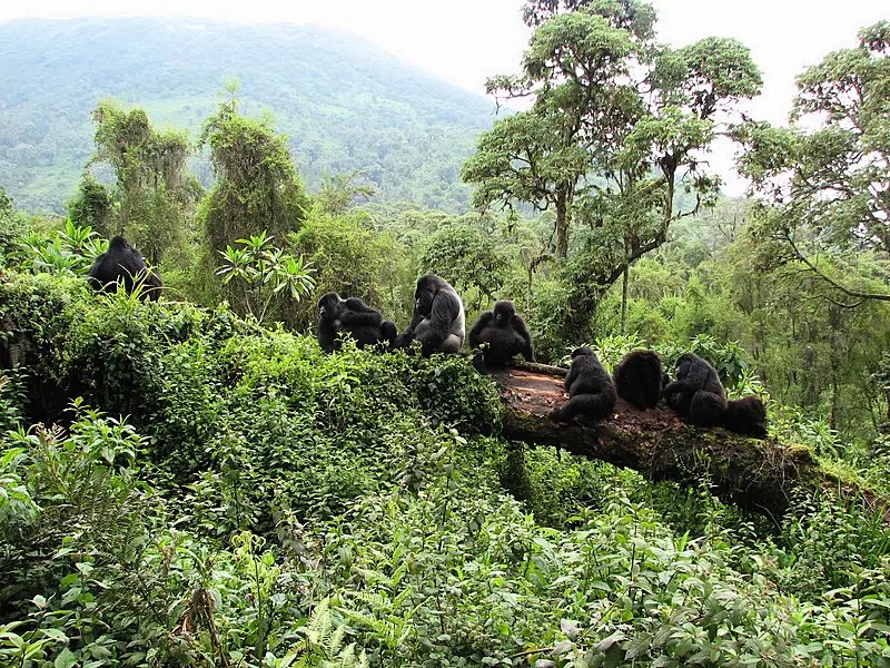 Mountain gorillas (Dian Fossey Gorilla Fund/PA)