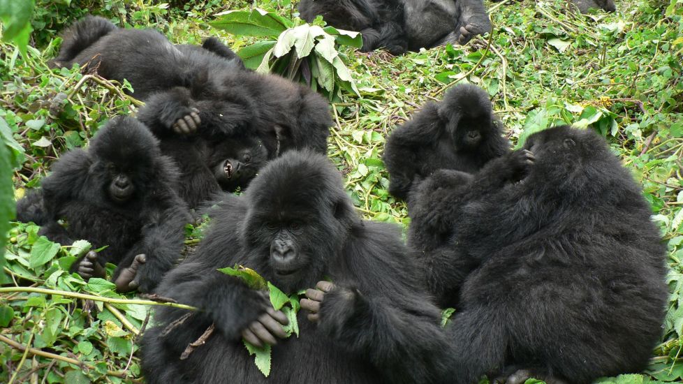 Gorilla Relationships Limited In Large Groups, Study Suggests