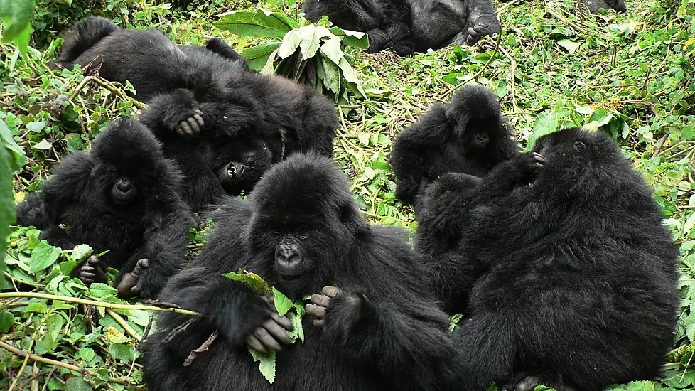 Gorilla Relationships Limited In Large Groups, Study Suggests