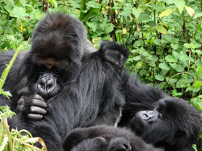 Mountain gorillas in a close group (Dian Fossey Gorilla Fund/PA)