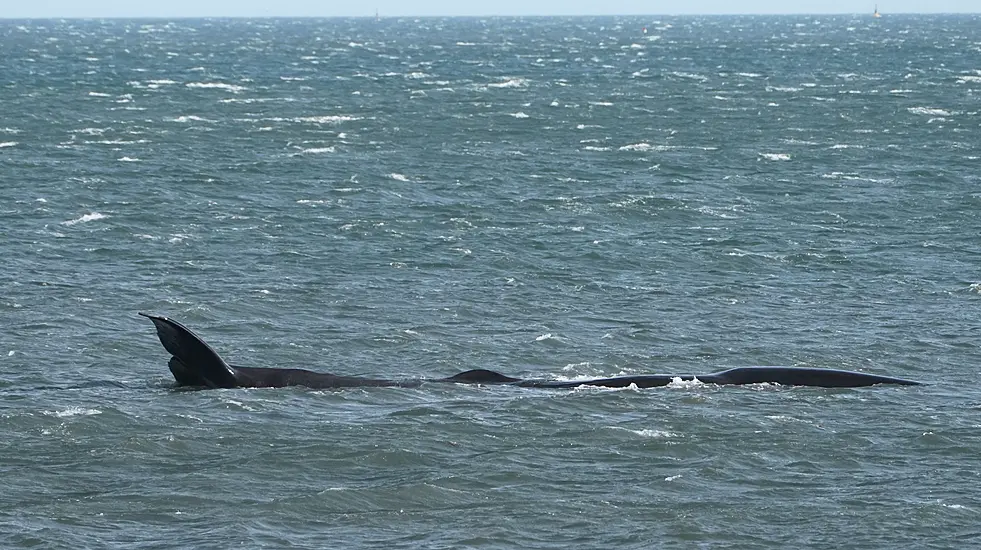 Underwater Robots Discover Daily Habits Of Endangered Whales