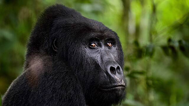 Man Who Killed Uganda Gorilla Rafiki Jailed For 11 Years