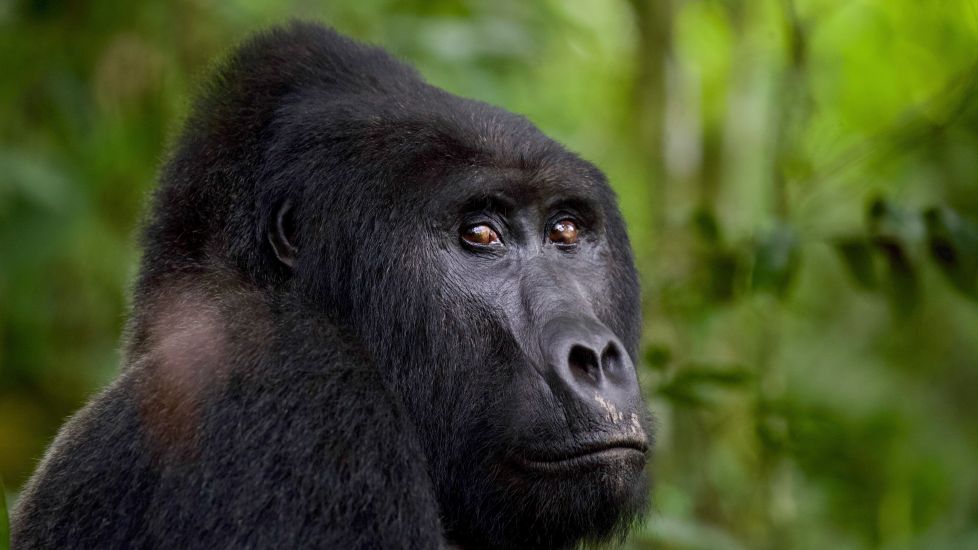 Man Who Killed Uganda Gorilla Rafiki Jailed For 11 Years