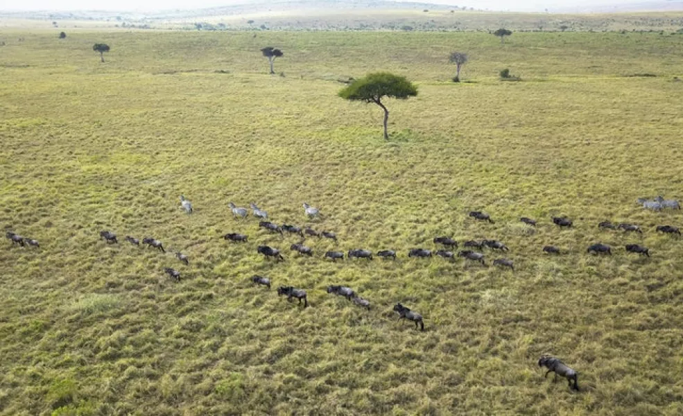 Wildebeest migrating (Joe Mwihia/AP)