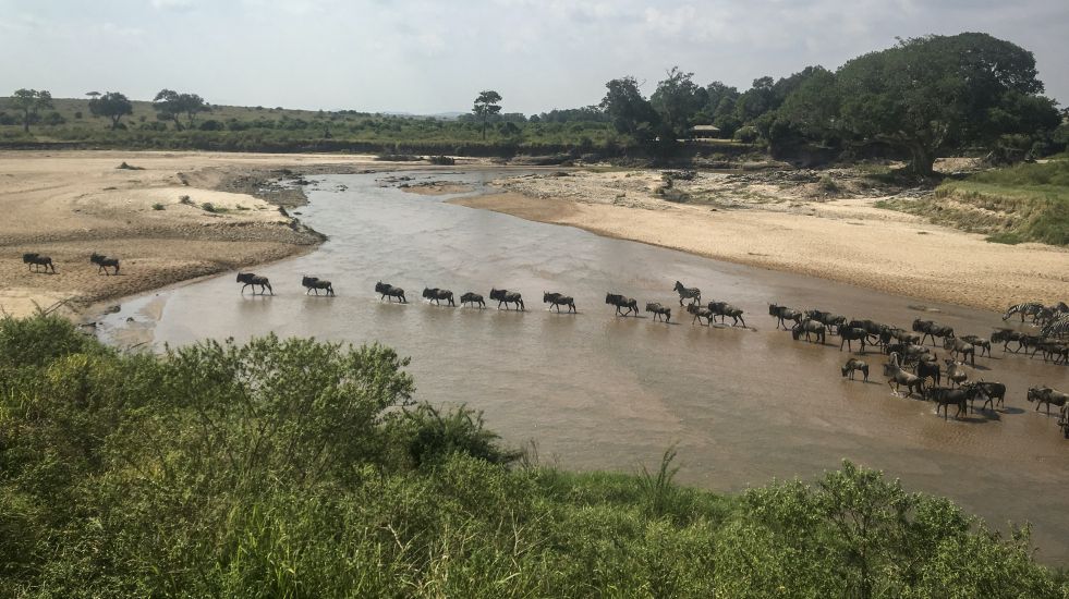 Wildebeest Migration Takes Place Without Tourists In Year Of The Pandemic