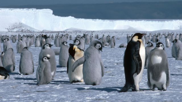 New Emperor Penguin Colonies Found In Antarctica