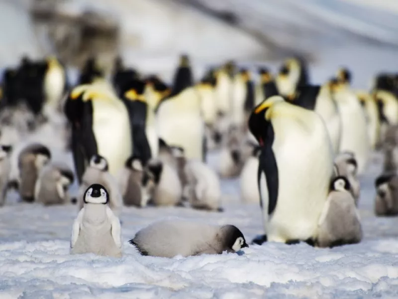 Emperor penguins are the largest penguin species and live for around 20 years (British Antarctic Survey/PA)